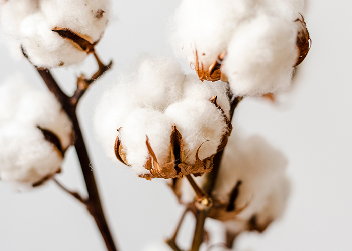 Sudaderas sostenibles con el medio ambiente de algodón orgánico