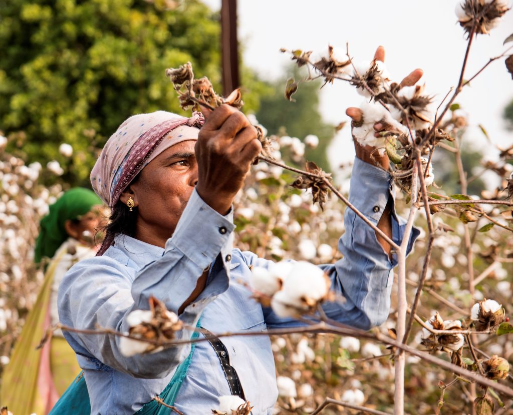 Cultivo del algodón orgánico y convencional